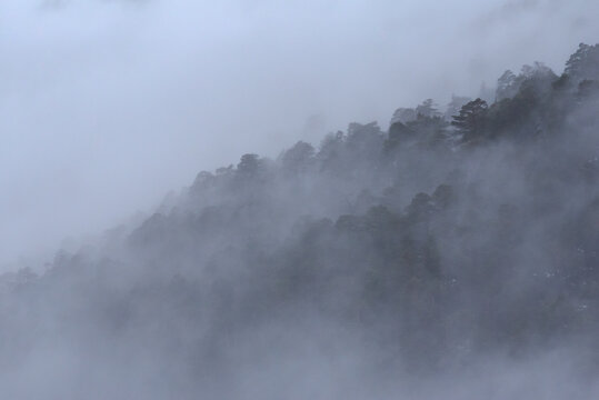 Majestic scenery of woods in mountainous terrain covered with dense mist in Sierra de Guadarrama National Park
