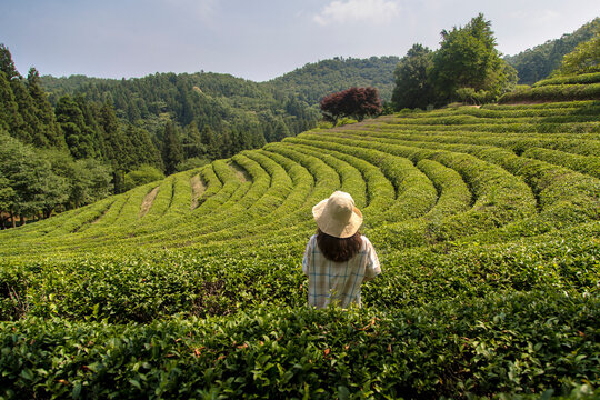 Back view of unrecognizable female admiring scenery of green tea plantation in Boseong