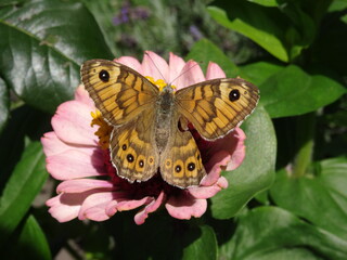 Lasiommata megera, the wall or wall brown on zinnia flower.