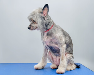 a long-haired Chinese crested on a grooming table after a haircut in an animal salon.