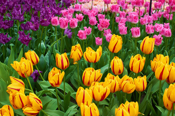 Fototapeta premium Blooming fresh multicolored tulips in a garden
