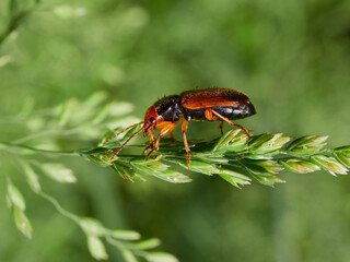 bug on a leaf
