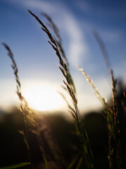 Obraz premium sunset in the field