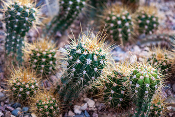 cacti grow on rocky soil in a botanical garden greenhouse