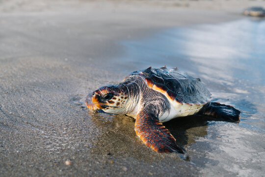Wild released turtle on carapace on sandy seashore on sunny day