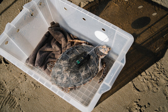 From above of wild small turtle with tracking device on carapace sitting in plastic box placed on seashore