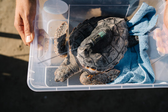 From Above Of Crop Anonymous Person Standing With Plastic Box With Turtle With Tracking Device Prepared For Release