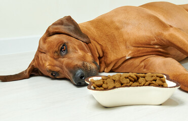 Sick or sad Rhodesian ridgeback dog lying on the floor next to bowl full of dry food and refuse to...