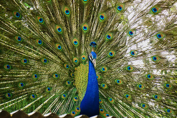 Naklejka premium Close-up of a colourful male peacock with spread tail, standing on a roof Jaipur, India