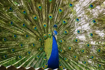 Fotobehang Close-up of a colourful male peacock with spread tail, standing on a roof Jaipur, India © Svetlaili