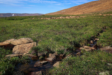 Desert landscape of Polar Ural mountains near Kharp railway station, Yamalo-Nenets Autonomous...