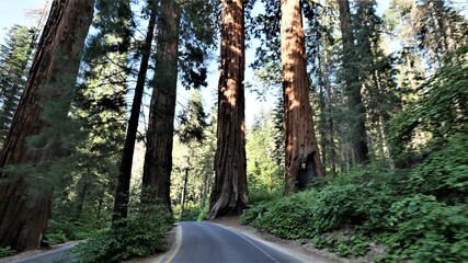 Los Angelos, sequoia trees, views