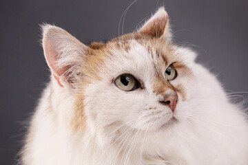 Portrait of a pretty cat