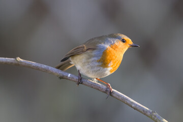 closeup picture of red robin perched on branch on sunny day