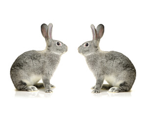 Fototapeta premium grey rabbit on a white background