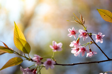 Sakura flowers blooming blossom in Chiang Mai, Thailand