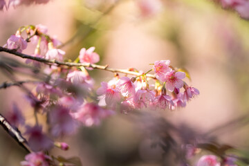 Sakura flowers blooming blossom in Chiang Mai, Thailand