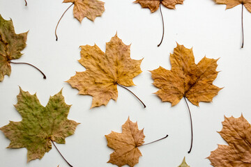 autumn leaves isolated on white