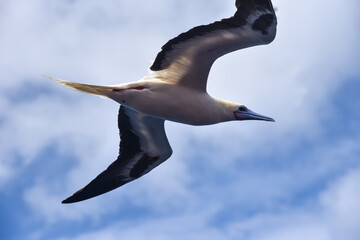 Seabird Masked, Blue-faced Booby (Sula dactylatra) flying over the ocean on the blue sky background. Seabird is hunting for flying fish jumping out of the water.