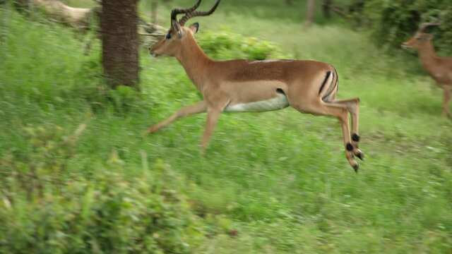 Impala antelope ram runs and jumps across lush green grassland in Africa