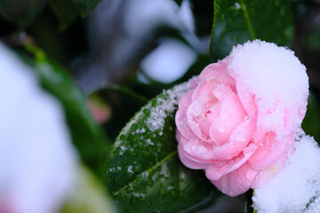 雪が積もる美しいサザンカの花
