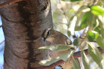 bird taking care of its nest in neuquen patagonia argentina