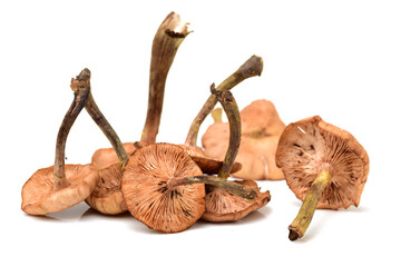 Hazel mushroom on white background 