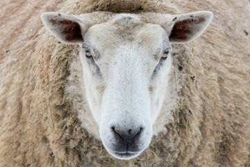 A closeup of a large domestic woolly sheep that is staring with its eyes open wide and its ears sticking upwards against a snowy background.  The ewe has a large thick coat of wool with bits of dirt