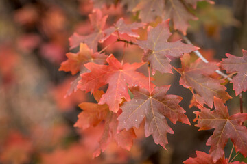 Red Autumn Maple Leaves With a Shallow Depth of Field