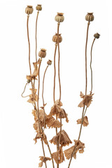 Dried poppy boxes and stems, isolated on white background