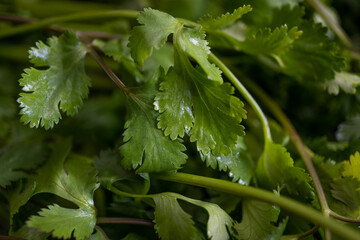 Cilantro fresco reci&eacute;n lavado