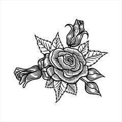 Roses flowers, vector sketch illustration. Hand drawn floral nature design elements. Rose blossom, leaves and buds isolated on white background.