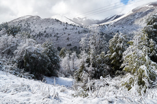 A snowy landscape with foliage, trees and mountains on a cloudy spring day in Villa La Angostura, at the foot of Cerro Bayo.