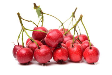 Hawthorn on white background