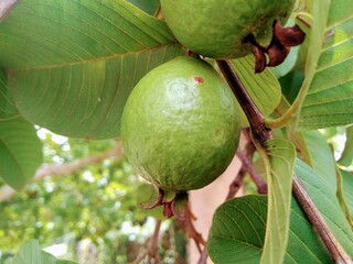 pear on tree