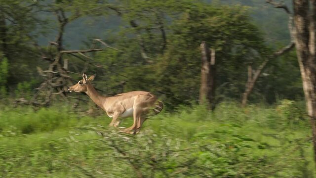 Pronking stotting impala runs and jumps happy to be alive in African bush with long green grass