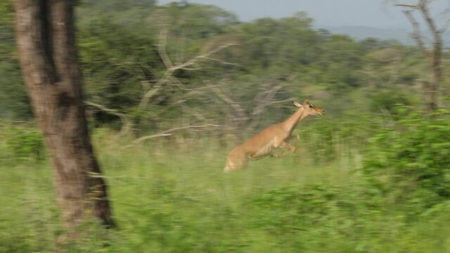Impala prey runs for its life at full speed. Slow motion camera pans to follow action