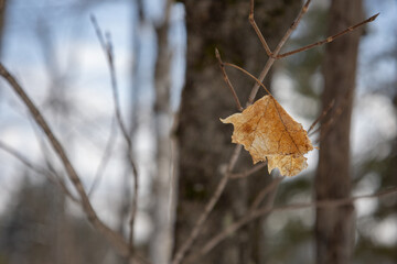 winter leaf 