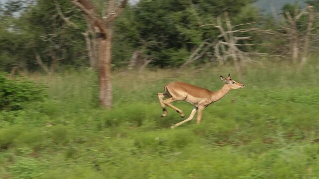 Female impala runs playfully through long grass