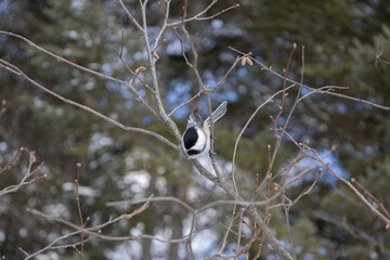 blackbird in winter 