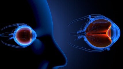 Obraz na płótnie Canvas 3d render of male human eye anatomy. 