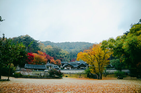 Dosan Seowon Korean Confucian 한국의 서원 도산서원 가을