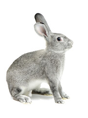 rabbit isolated on white background