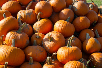 Stack of large pumpkins