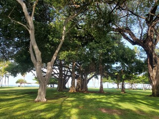Waikiki park in Hawaii