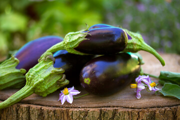 Eggplants or aubergines. Summer vegetables in garden