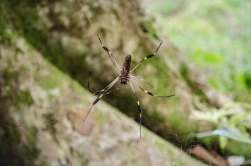 Golden Silk Orb-Weaver Spider