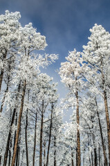 Snow covered Pine Trees