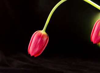 Red Tulip