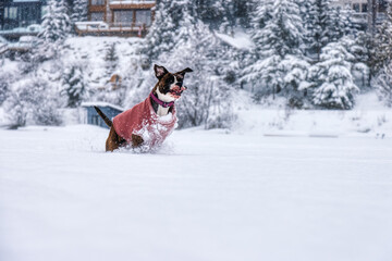 Adorable Boxer Dog playing in a snow covered frozen lake during winter time. Alta Lake, Whistler, British Columbia, Canada.